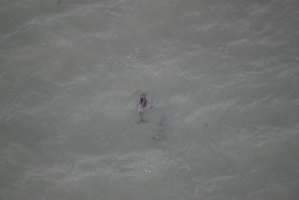 Missing Picture